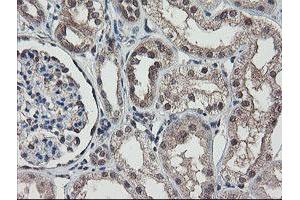 Image no. 4 for anti-RNA Binding Protein with Multiple Splicing (RBPMS) antibody (ABIN1500647) (RBPMS Antikörper)