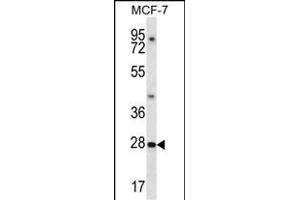 PDCL3 Antibody (N-term) (ABIN657270 and ABIN2846362) western blot analysis in MCF-7 cell line lysates (35 μg/lane).