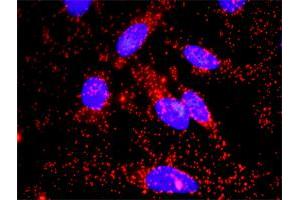 Proximity Ligation Assay (PLA) image for anti-TNF Receptor Superfamily, Member 6 (FAS) (AA 1-335) antibody (ABIN513434)