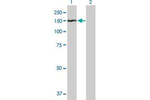 Western Blot analysis of TDRD1 expression in transfected 293T cell line by TDRD1 MaxPab polyclonal antibody.