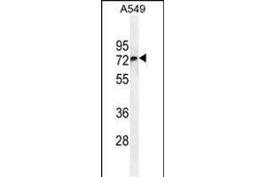 FBXO24 Antibody (Center) (ABIN654961 and ABIN2844600) western blot analysis in A549 cell line lysates (35 μg/lane). (FBXO24 Antikörper  (AA 118-145))