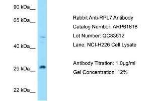 Western Blotting (WB) image for anti-Ribosomal Protein L7 (RPL7) (N-Term) antibody (ABIN2788853)