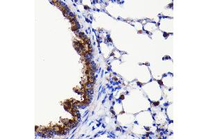Immunohistochemistry of paraffin-embedded mouse lung using  antibody (ABIN7265709) at dilution of 1:100 (40x lens). (ATG3 Antikörper)