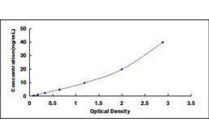 ELISA image for Complement Factor H-Related 1 (CFHR1) ELISA Kit (ABIN1450245)
