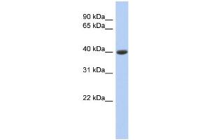 WB Suggested Anti-CPB1 Antibody Titration:  0.