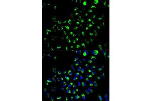 Immunofluorescence (IF) image for anti-Adenylate Kinase 4 (AK4) (AA 1-223) antibody (ABIN3022790)