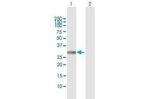 Western Blot analysis of PYCR1 expression in transfected 293T cell line by PYCR1 MaxPab polyclonal antibody. (PYCR1 Antikörper  (AA 1-319))