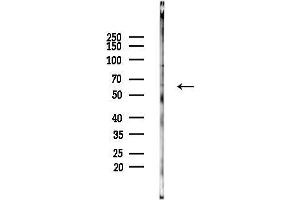 Western blot analysis of lysates from PC12 cells, using Cytochrome P450 4F3 Antibody at 1/1000 dilution.