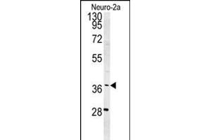 Western blot analysis of SNRNP40 Antibody (Center) (ABIN651465 and ABIN2840256) in Neuro-2a cell line lysates (35 μg/lane). (SNRNP40 Antikörper  (AA 122-149))