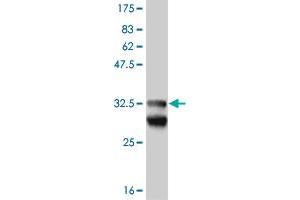 Western Blot detection against Immunogen (33. (EFHD1 Antikörper  (AA 168-238))