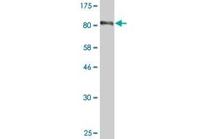 Western Blot detection against Immunogen (90. (EBF1 Antikörper  (AA 1-591))