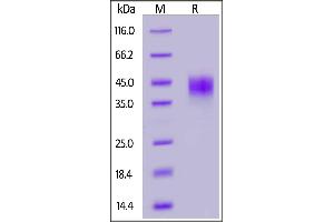 Rhesus macaque / Cynomolgus TROP-2, His Tag on  under reducing (R) condition. (TACSTD2 Protein (AA 31-274) (His tag))