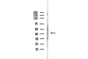 anti-Homeobox B3 (HOXB3) (C-Term) antibody