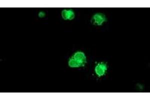 Anti-C6orf64 mouse monoclonal antibody (ABIN2455752) immunofluorescent staining of COS7 cells transiently transfected by pCMV6-ENTRY C6orf64 (RC205273). (SAYSD1 Antikörper)