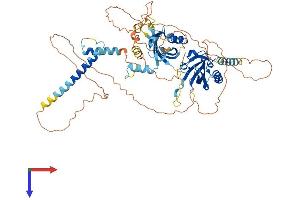 ARNTL2 Protein (AA 1-636) (His tag)