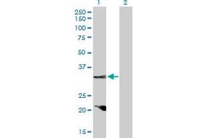 Western Blot analysis of CCND2 expression in transfected 293T cell line by CCND2 MaxPab polyclonal antibody. (Cyclin D2 Antikörper  (AA 1-289))