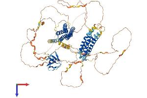 BCAR1 Protein (AA 1-870) (His tag)