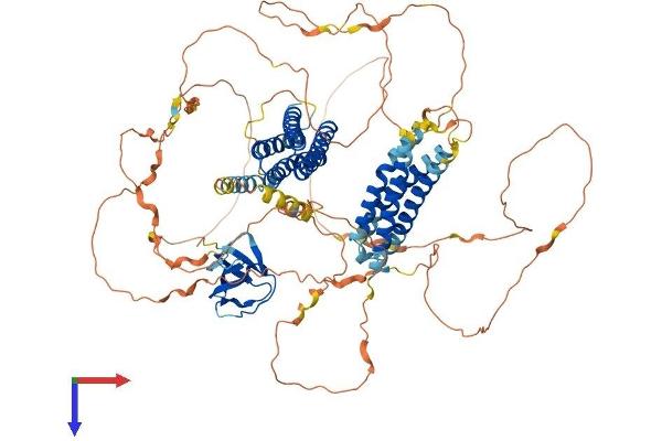BCAR1 Protein (AA 1-870) (His tag)