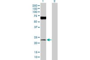 Western Blot analysis of POFUT1 expression in transfected 293T cell line by POFUT1 MaxPab polyclonal antibody.