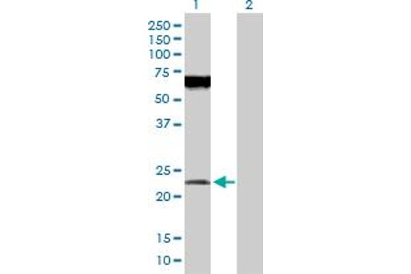 POFUT1 Antikörper  (AA 1-194)