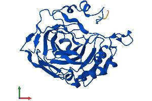 Protein Structure (PS) image for Carbonic Anhydrase XIII (CA13) (AA 1-262) protein (His tag) (ABIN7552795)