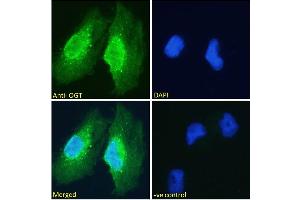 Immunofluorescence (IF) image for anti-O-Linked N-Acetylglucosamine (GlcNAc) Transferase (UDP-N-Acetylglucosamine:polypeptide-N-Acetylglucosaminyl Transferase) (OGT) (Internal Region) antibody (ABIN190863)