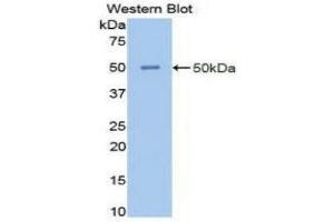 Western Blotting (WB) image for anti-Enolase 2 (Gamma, Neuronal) (ENO2) (AA 1-434) antibody (ABIN1077987) (ENO2/NSE Antikörper  (AA 1-434))