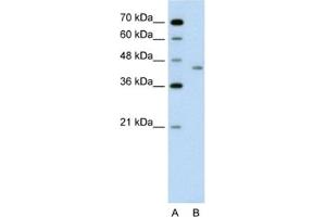 Western Blotting (WB) image for anti-LRP2 Binding Protein (LRP2BP) antibody (ABIN2462598) (LRP2BP Antikörper)
