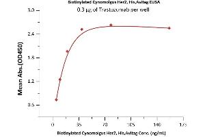 Immobilized Trastuzumab at 3 μg/mL (100 μL/well) can bind Biotinylated Cynomolgus Her2, His,Avitag (ABIN6951024,ABIN6952299) with a linear range of 0.