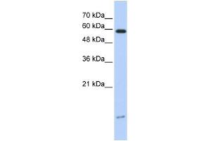 WB Suggested Anti-DYNLL1 Antibody Titration: 0. (DYNLL1 Antikörper  (N-Term))
