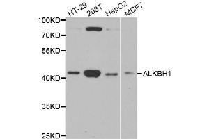 Western blot analysis of extracts of various cell lines, using ALKBH1 antibody.