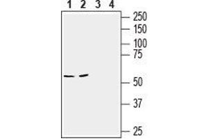 Western Blotting (WB) image for anti-Solute Carrier Family 6 (Amino Acid Transporter), Member 14 (Slc6a14) (AA 213-226), (Extracellular) antibody (ABIN7043737)