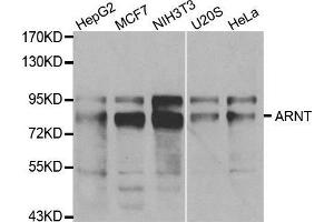 Western blot analysis of extracts of various cell lines, using ARNT antibody. (ARNT Antikörper  (AA 400-500))