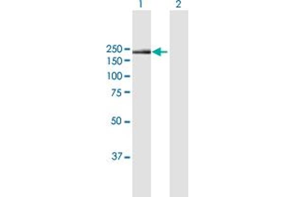 Integrin alpha 1 Antikörper  (AA 1-1179)