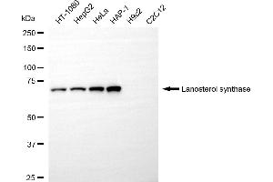 Western blotting analysis using lanosterol synthase antibody (ABIN7799236).