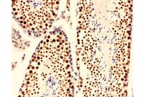 IHC-P testing of mouse testis tissue (BRCA1 Antikörper  (AA 1661-1863))