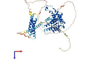 Spastin Protein (SPAST) (AA 1-614) (His tag)