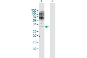POMC antibody  (AA 1-267)