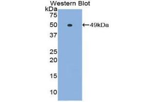 Western Blotting (WB) image for anti-Interferon alpha (IFNA) (AA 47-191) antibody (ABIN3209663) (IFNA Antikörper  (AA 47-191))