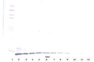 Image no. 1 for anti-Chemokine (C-C Motif) Ligand 19 (CCL19) antibody (ABIN465453) (CCL19 Antikörper)