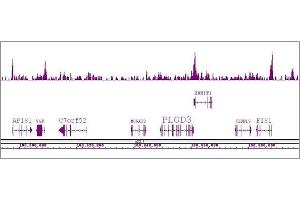 Boris / CTCFL antibody (pAb) tested by ChIP-Seq. (CTCFL Antikörper  (N-Term))