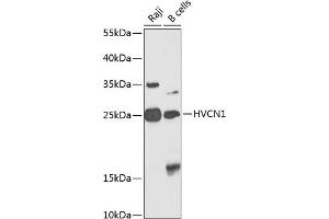 Western blot analysis of extracts of various cell lines, using HVCN1 antibody (ABIN6130791, ABIN6142091, ABIN6142093 and ABIN6224839) at 1:1000 dilution. (HVCN1 Antikörper  (AA 1-100))