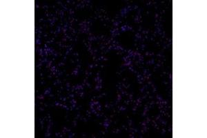 Immunofluorescence (fixed cells) (IF/ICC) image for anti-Pinin, Desmosome Associated Protein (PNN) antibody (ABIN7075083)