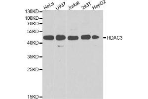 Western blot analysis of extracts of various cell lines, using HDAC3 antibody (ABIN5971166) at 1/1000 dilution. (HDAC3 Antikörper)