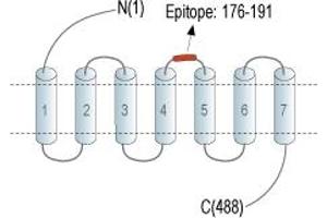 Representative domain view of the target of ABIN7235747. (Histamine Receptor H1 (HRH1) Peptid)