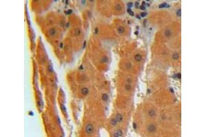 Used in DAB staining on fromalin fixed paraffin-embedded liver tissue (CNPY2/MSAP Antikörper  (AA 21-182))