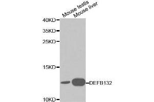 Western blot analysis of various cell lines using DEFB132 antibody. (DEFB132 Antikörper  (AA 1-95))