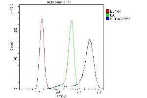 anti-S100 Calcium Binding Protein A6 (S100A6) (AA 1-90) antibody