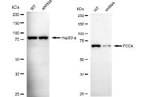 Western blotting analysis using PCCA antibody (ABIN7799925). (PCCA Antikörper)