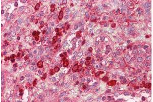 Anti-GZMB / Granzyme B antibody IHC staining of human spleen. (GZMB Antikörper  (AA 10-59))